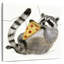 Raton laveur Brampt Rascally II-109229640