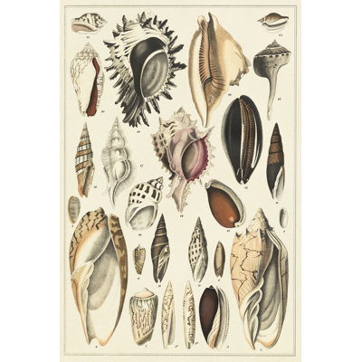 Seashell Display 1 Piece Wrapped Canvas Wall Art