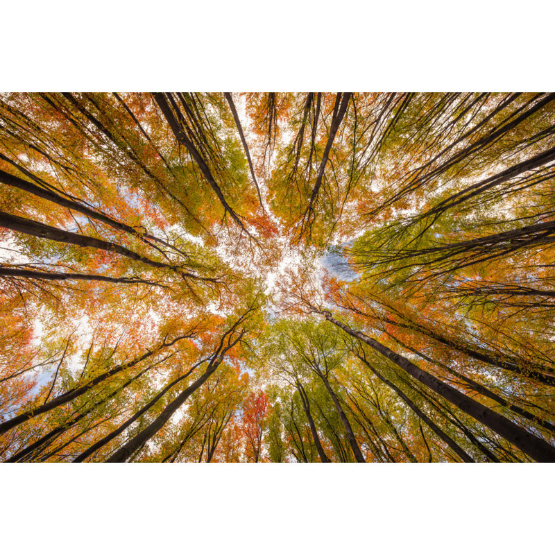 Wrapped Canvas Print, 81.28 cm H x 121.92 cm W