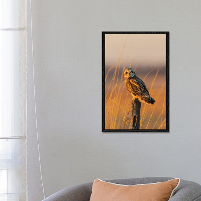 Short-Eared Owl Perched On Fence Post, Prairie Ridge State Natural Area, Marion County, Illinois. by Richard & Susan Day - Gallery-Wrapped Canvas Giclée on Canvas
