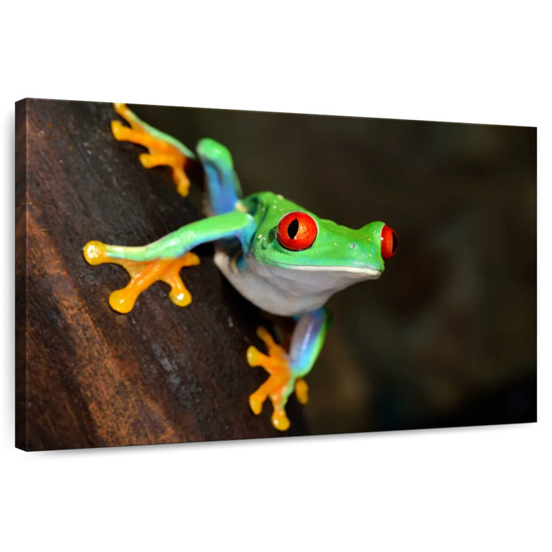 Petite rainette aux yeux rouges Brampt, H 16 po x l 24 po