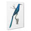 Blue Sugarbird by George Shaw - Wrapped Canvas-55304524