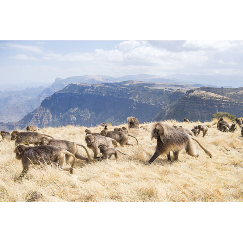 Baboons Semien Mountains National Park by Bente Marei Stachowske - Wrapped Canvas Print, 30cm H x 46cm W