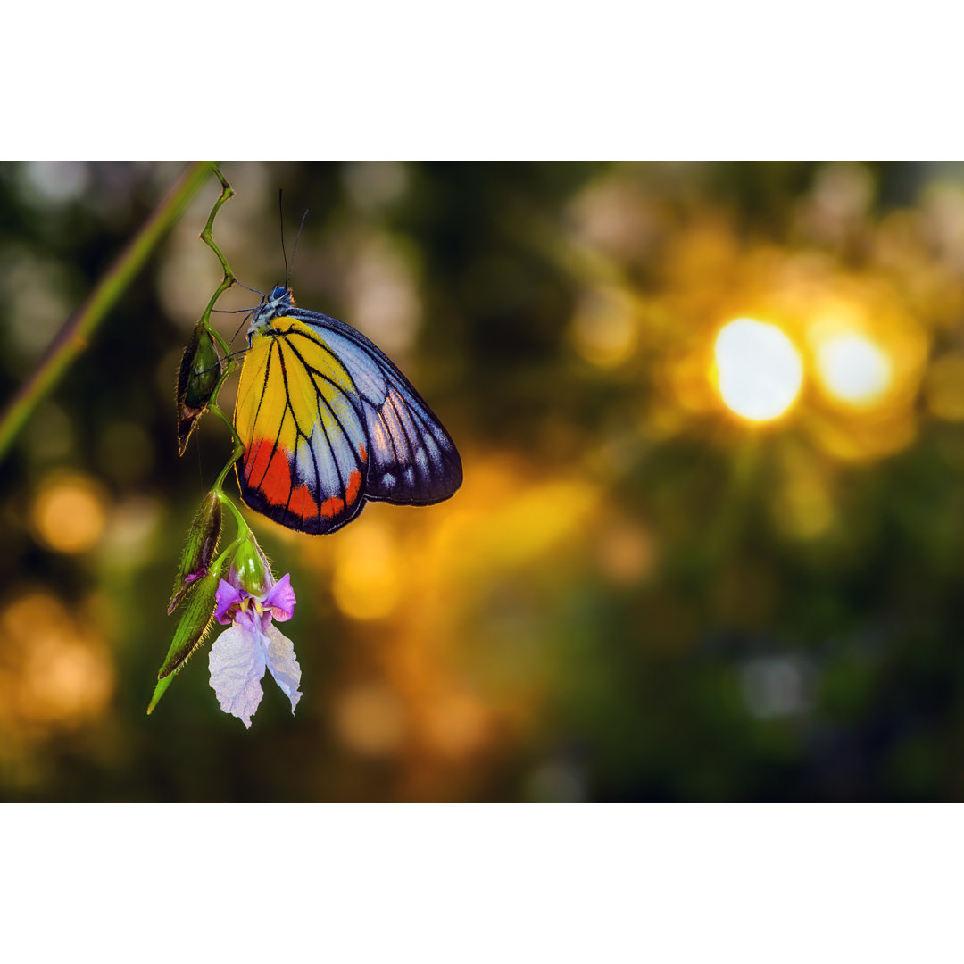 Beautiful Butterfly On Branch von Chadked - Kunstdrucke auf Leinwand ohne Rahmen