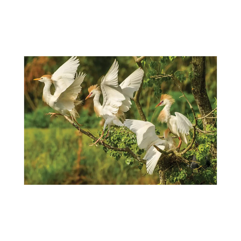 USA, Louisiana, Vermilion Parish. Cattle egrets fighting. 1 Piece Wrapped Canvas Wall Art, 20.32cm H x 30.48cm W