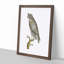 Least Horned Owl by George Shaw - Framed Print-55617593-55617592