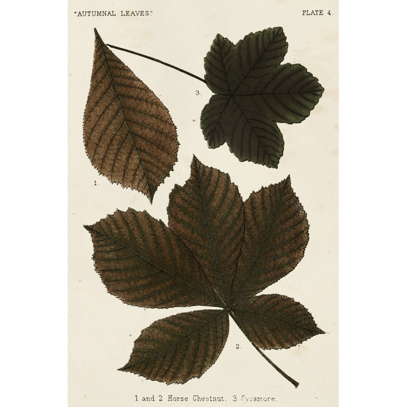 Autumnal Leaves III by Vision Studio - Wrapped Canvas Print, 30cm H x 20cm W