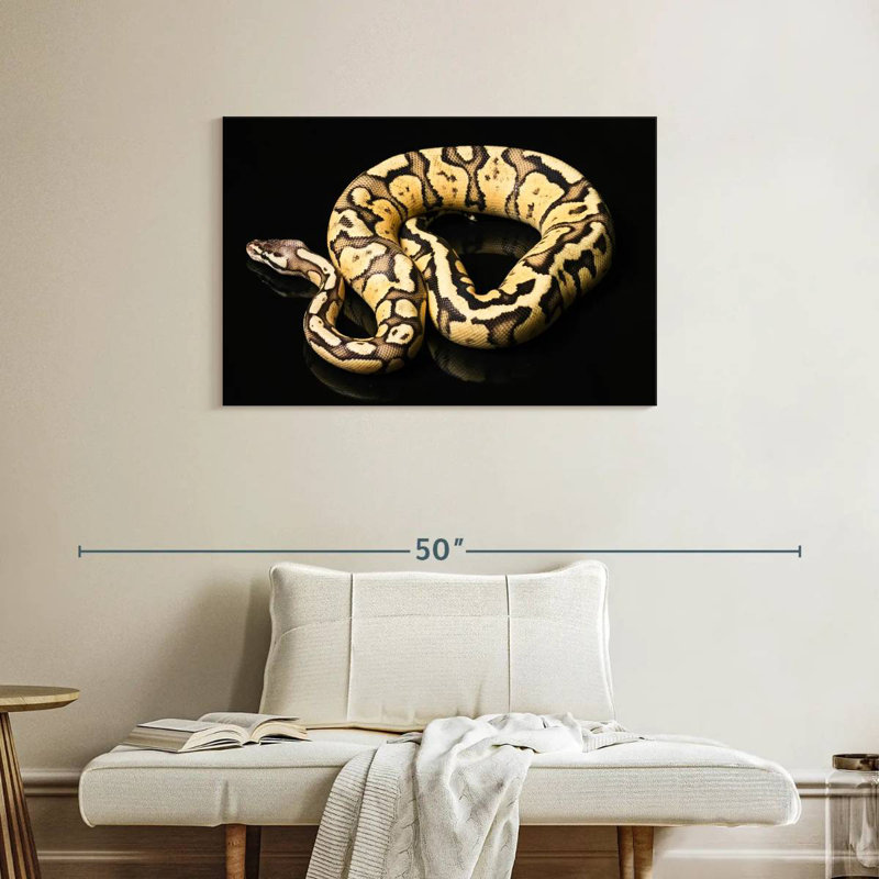 Brampt Female Python Snake, 24" H x 36" W