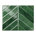 Frost Green