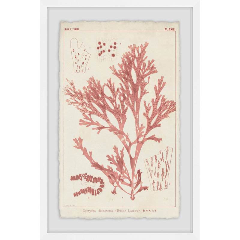 Corail antique, reproduction de photo encadrée sur papier, H 24 po x l 16 po x P 1,5 po, Cadre blanc