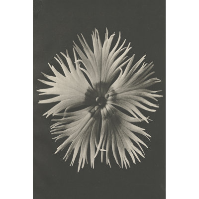 Blossfeldt Flower IV by Karl Blossfeldt - Wrapped Canvas Photograph Print