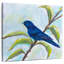 Bruant indigo Brampt