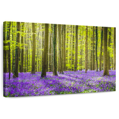 Alvord Hallerbos Bluebells