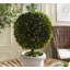 Thisbe Boxwood Topiary in Ceramic Pot-449229175