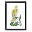 Yellow Parakeet by George Shaw - Framed Print-55629545-55629546