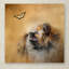 «Butterfly Dreams Pomeranian», impression sur toile tendue Vidur-22074485
