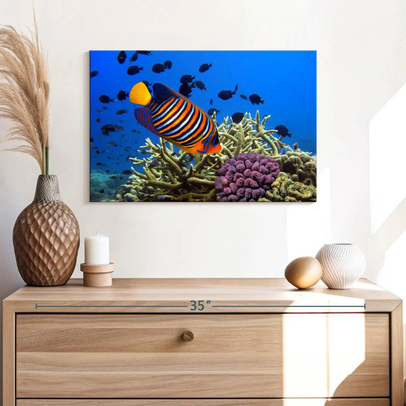 Brampt Royal Angelfish, 16" H x 24" W