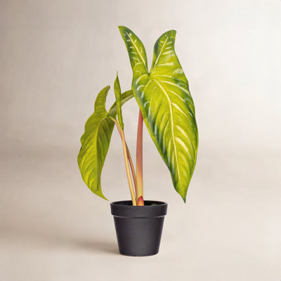 17" Alocasia Frydek Potted Plant