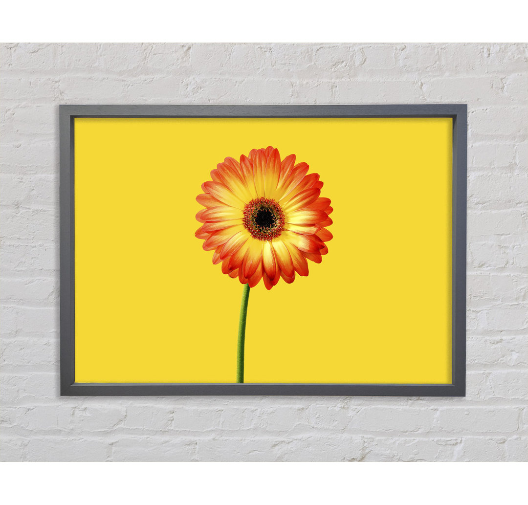 Orange Gerbera auf Gelb - Einzelner Bilderrahmen Kunstdrucke auf Leinwand