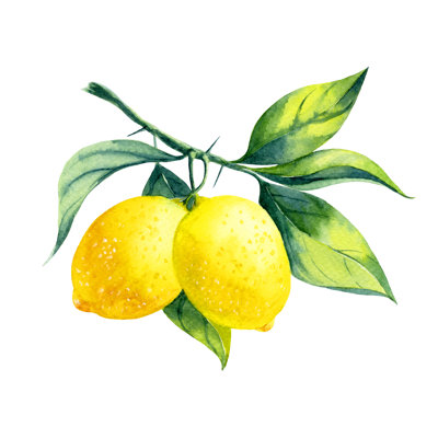 Watercolor Lemon Branch by Azerberber - Wrapped Canvas Painting