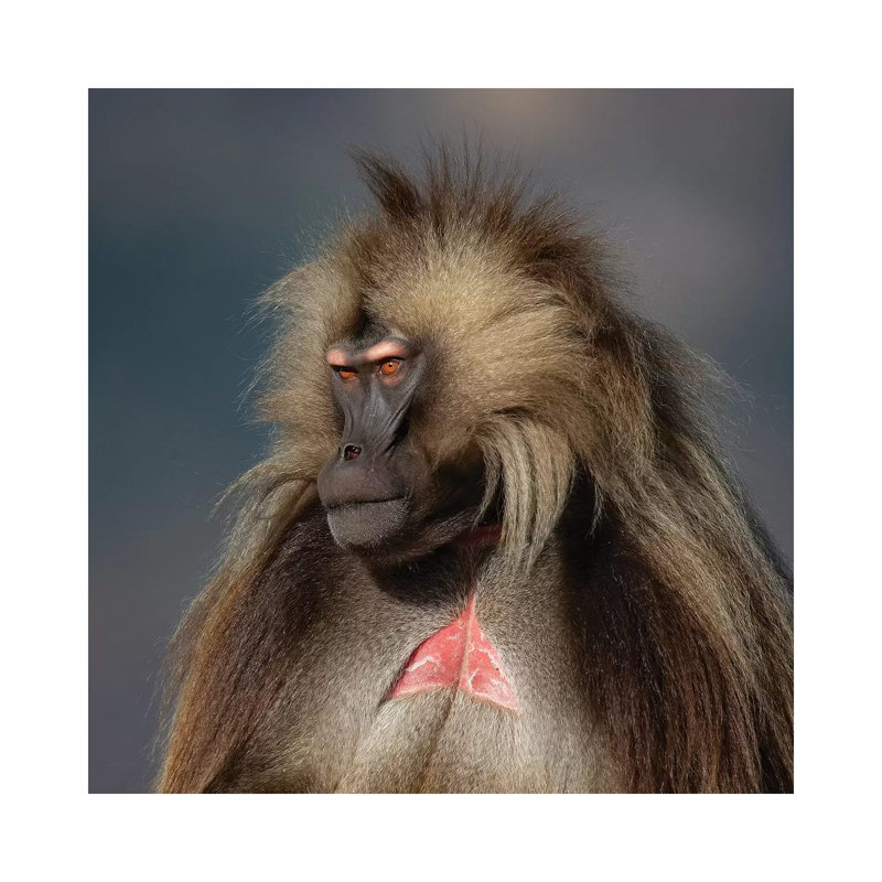 Gelada On Dark Background Ethiopia by Mogens Trolle - Wrapped Canvas Print, 30.48 cm H x 30.48 cm W