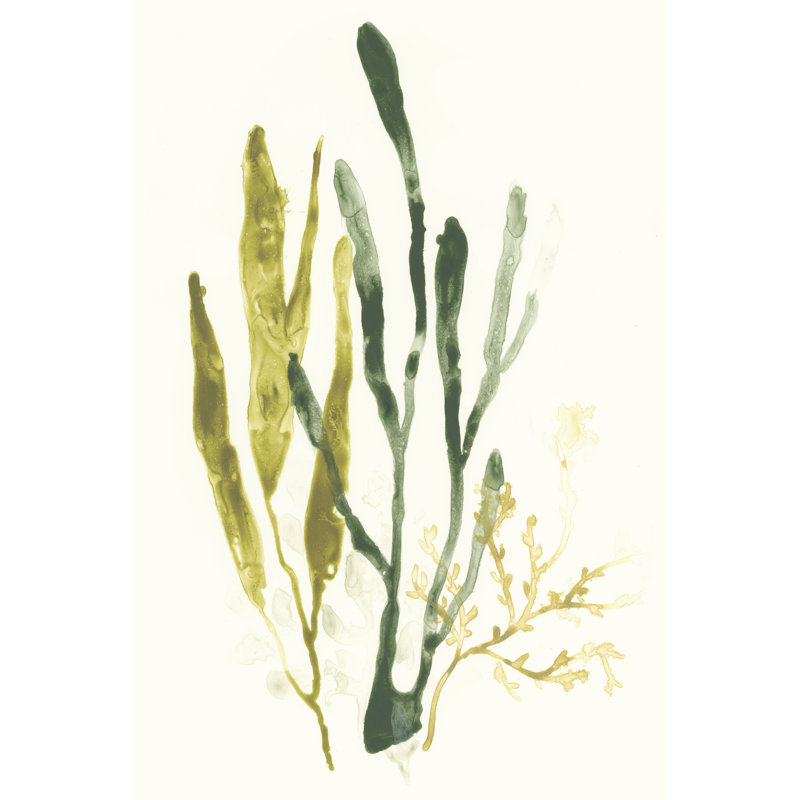 Kelp Collection I by June Erica Vess - Wrapped Canvas Art Prints, 30cm H x 20cm W