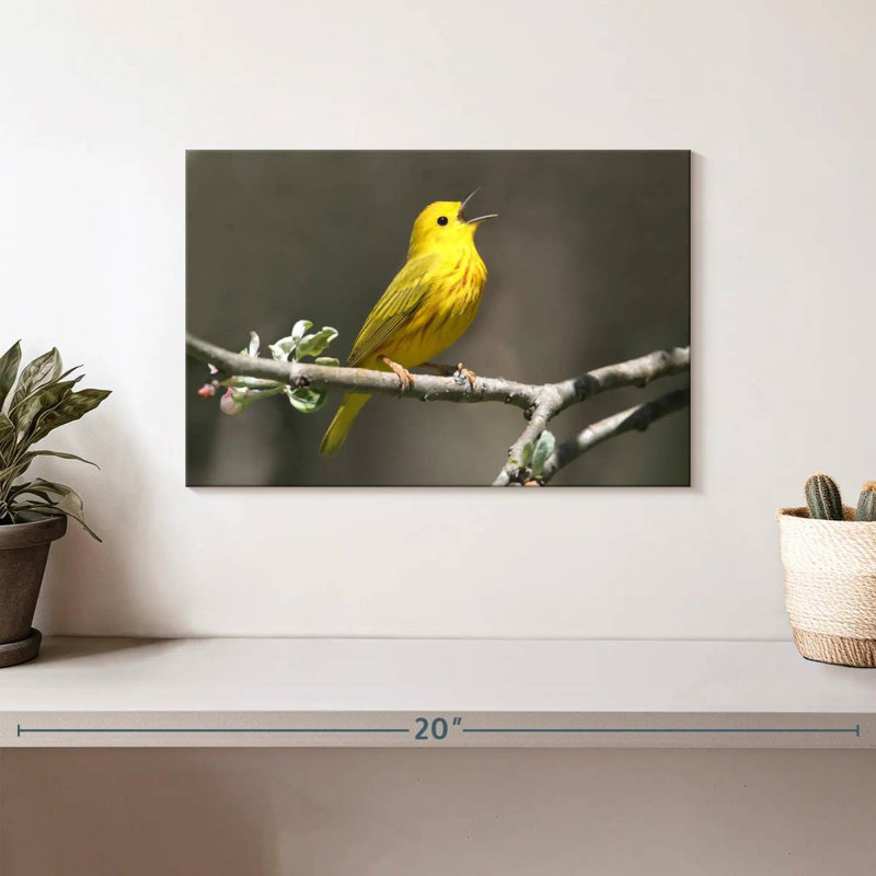 Warbler Songbird