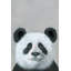Panda in Deep Thought 1 Piece Wrapped Canvas Painting-34927535
