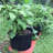 Pot Planter-1956091766