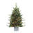 3' Lighted Pine Christmas Tree