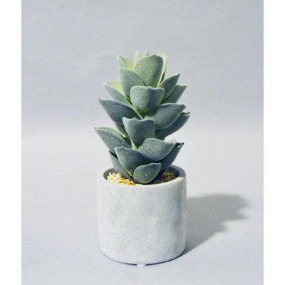 POT À SUCCULENTES PU, 9''