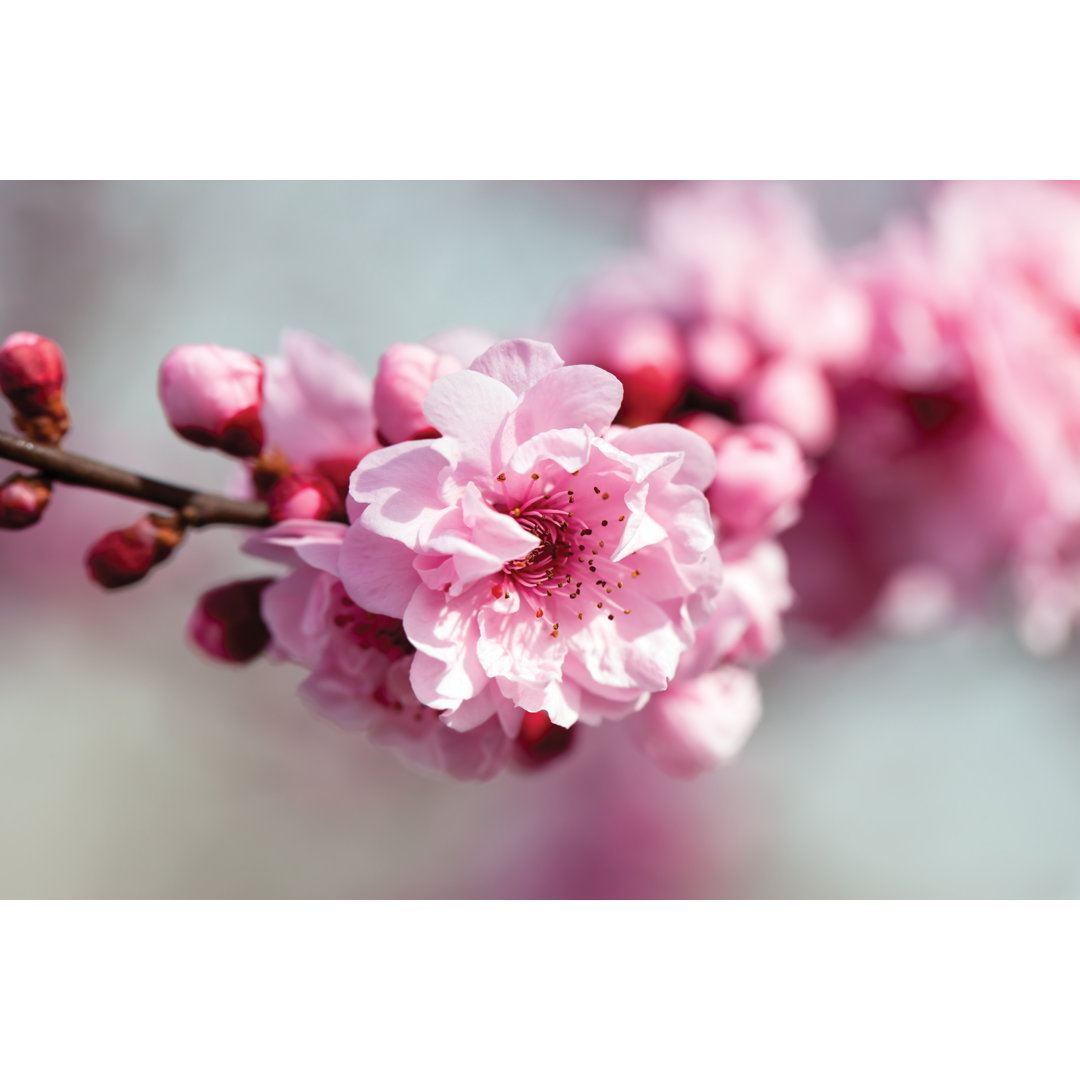 Kirschbaumblüte von Janaph - Foto ohne Rahmen auf Leinwand