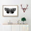 Epione Underwing Moth by S.F. Denton - Picture Frame Painting Print-55539750-55539753