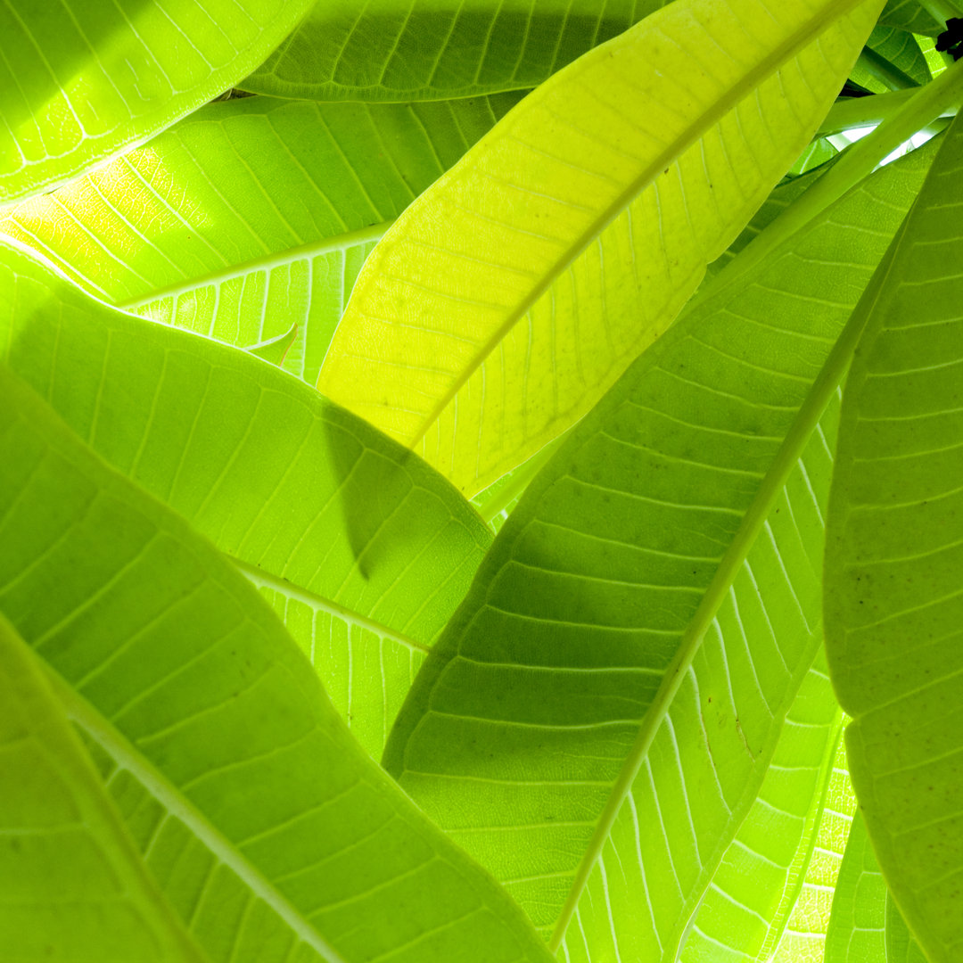 Green Leaf Texture von Somchaij - Kunstdrucke auf Leinwand