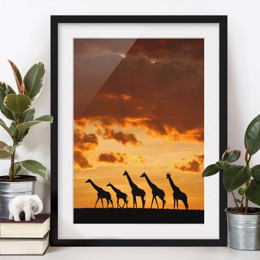 Gerahmtes Poster Five Giraffes