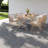 Patio Dining Sets, Teak Wood And Steel Modern 5 Piece Set For Garden