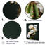 Cactus ivoire isolé sur toile-682209321-682209320
