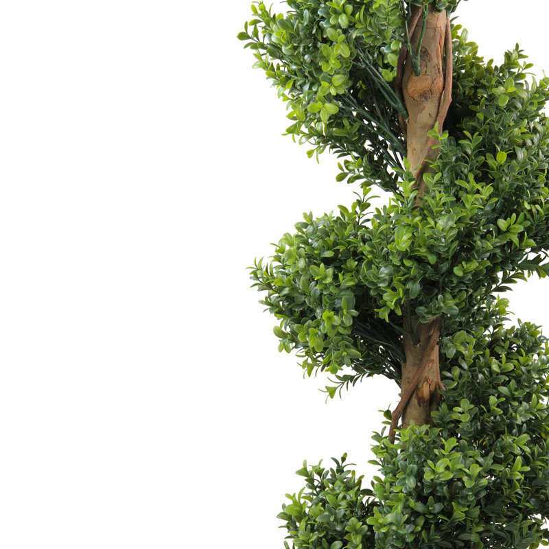 Arbre topiaire en boule 24 po Murraya