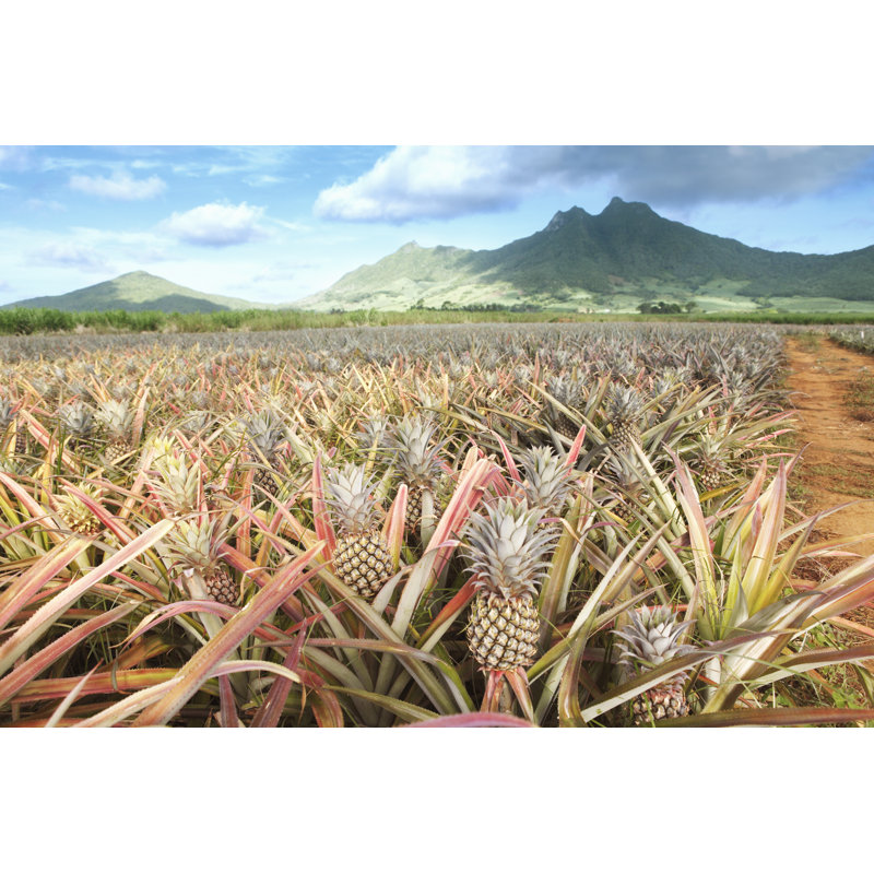 Pineapple Field - Wrapped Canvas Print, 51cm H x 76cm W x 3.8cm D