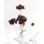Scabieuse violette, fleur sauvage 29 po