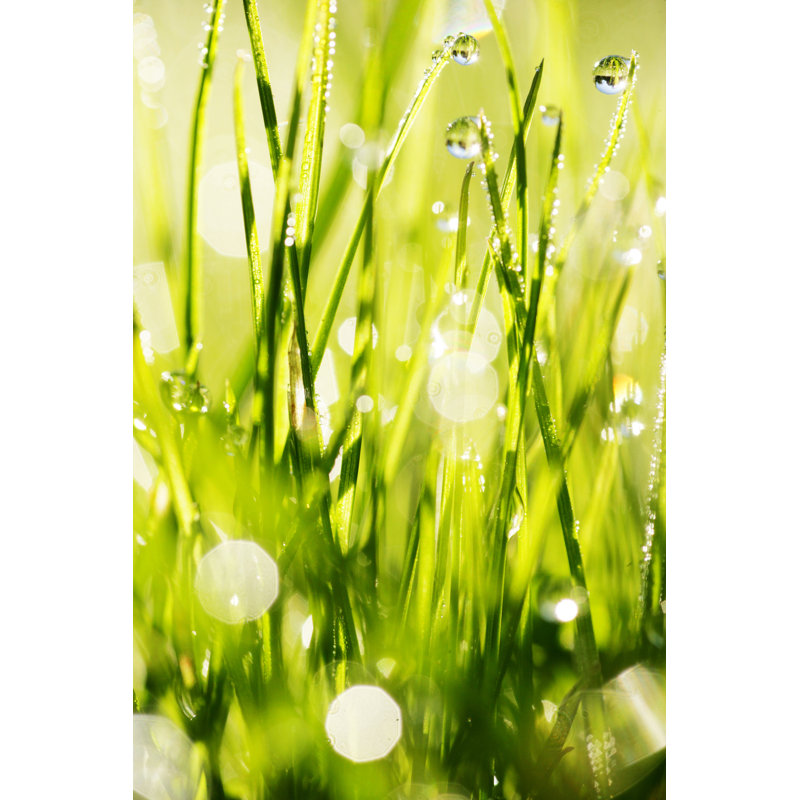 Grass Fresh by Snowflock - Wrapped Canvas Print, 46cm H x 30cm W