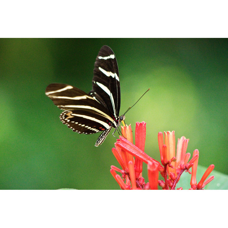Mbolu Butterfly - Wrapped Canvas Print, 20cm H x 30cm W x 3.8cm D