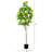 72'' Faux Citrus Tree in Pot Liner