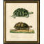 Turtle I Print