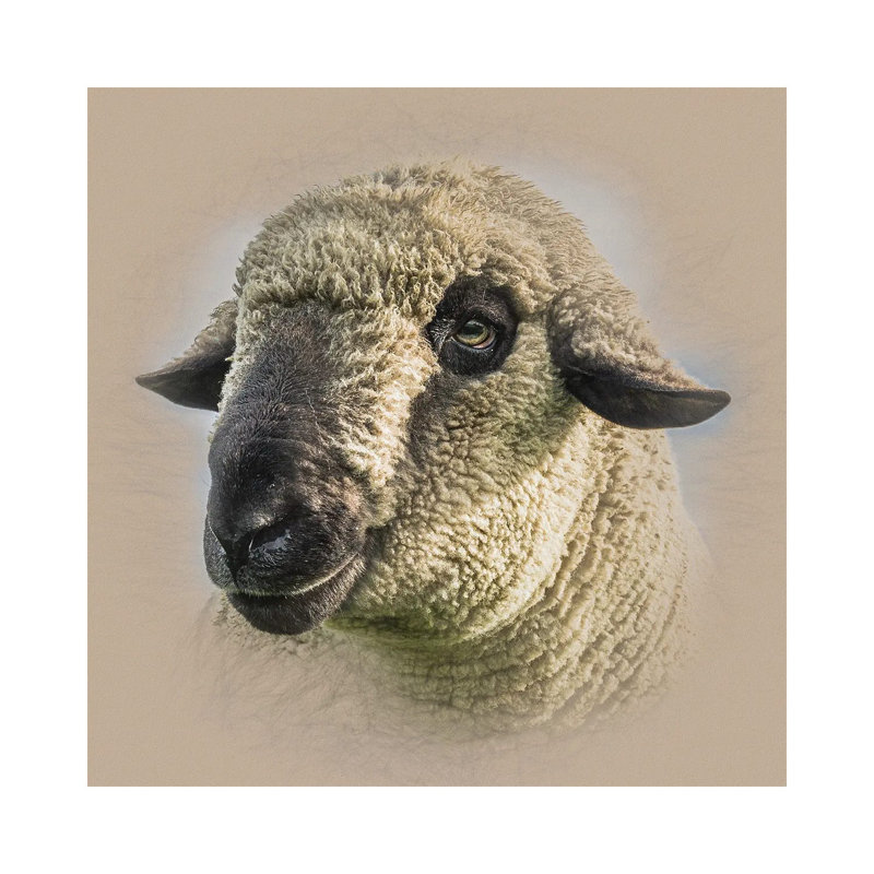 Hampshire Down Sheep by Mark Gemmell - Wrapped Canvas Print, 30.48 cm H x 30.48 cm W