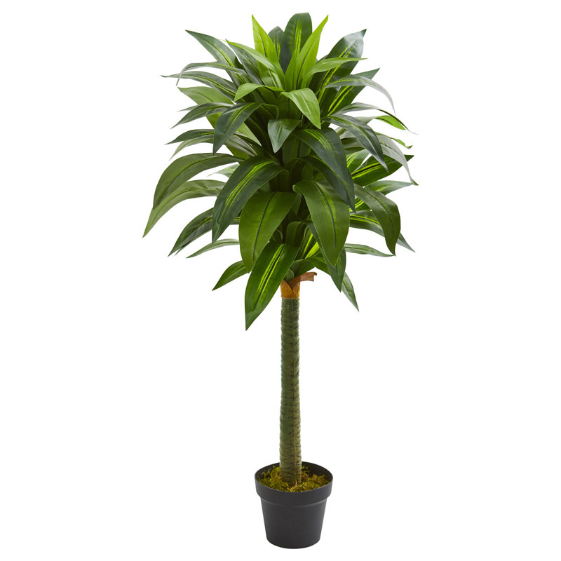 peace lily pics Peace Lily Plant Online
