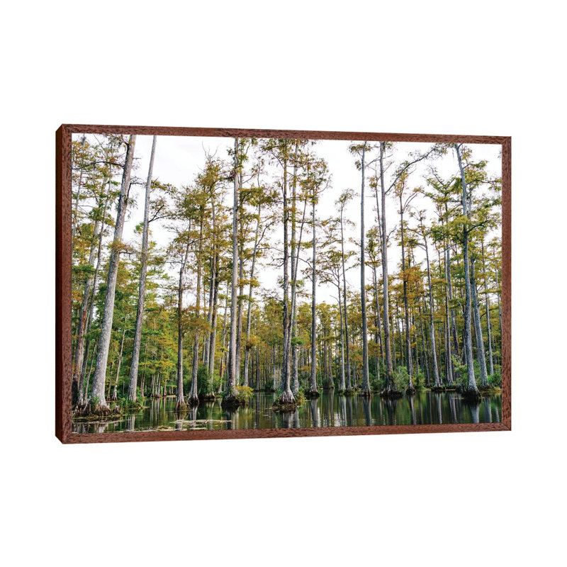 Charleston Cypress Gardens LII by Bethany Young - Print on Canvas, 45.72cm H x 66.04cm W x 3.81cm D