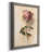 " Painterly Rose Study I "-184716394