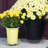 Saucer Plant Stand-32260203