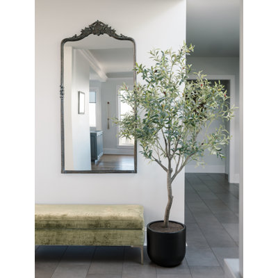 6.5FT OLIVE TREE, POTTED